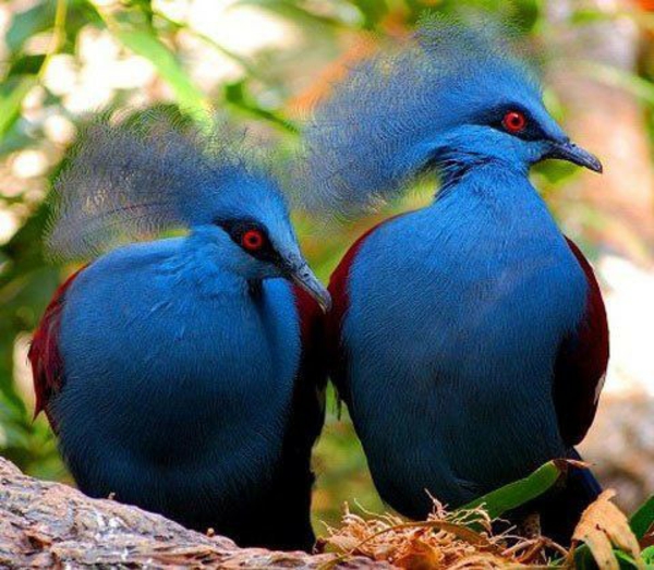 Wandfarbe Taubenblau exotisch arten