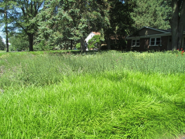 Heimwerker Ideen für Ihren Garten  gras