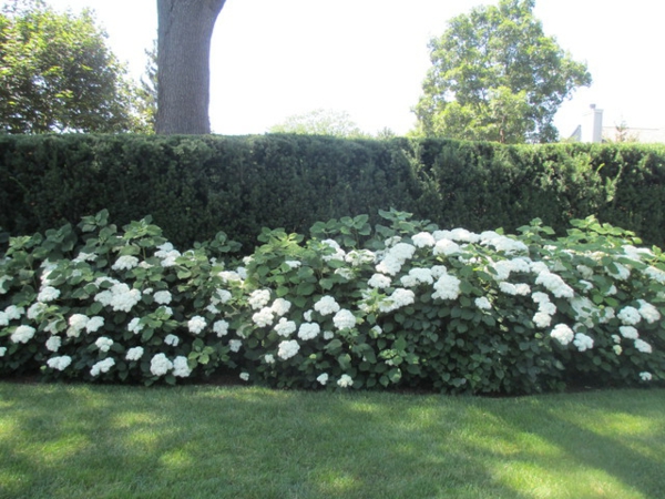 Heimwerker Ideen für Ihren Garten weiß pflanzen