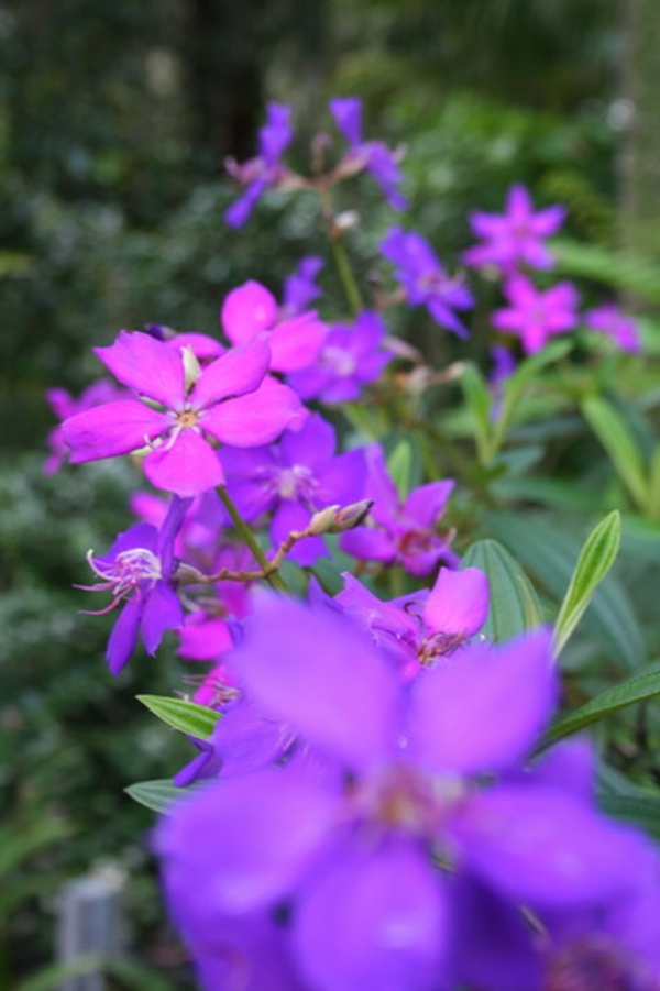 Sommer Gartenfarbe lila