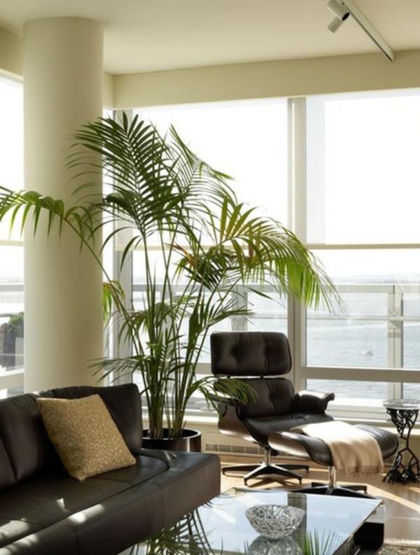 tropisches Ambiente mit Kentia Palmen schwarz couch