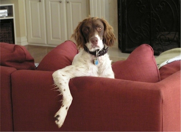 Tipps für Reinigung hund rot sofa geruch