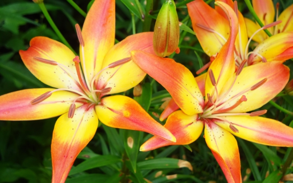 Lilium Blume gelb orange blätter