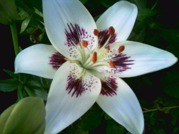 Lilium Blume weiß duft