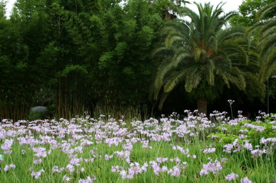 moderne gartengestaltung palmen pflanzen botanisch garten tipps