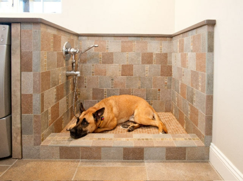 hundepflege tipps hune bad waschen duschkabine waschstation