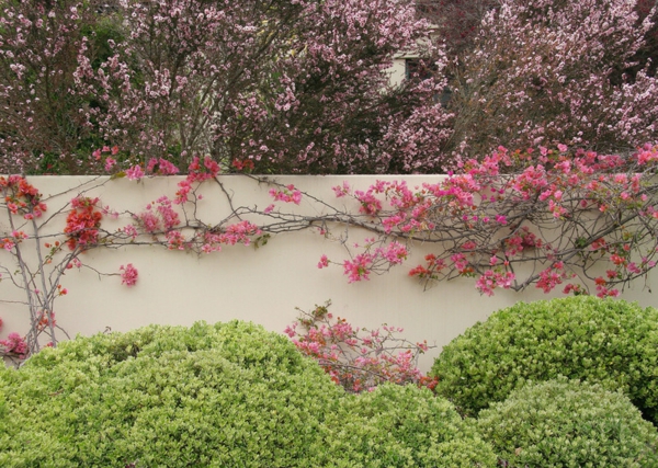 Spalier Gartengestaltung rosa pflanzen baum