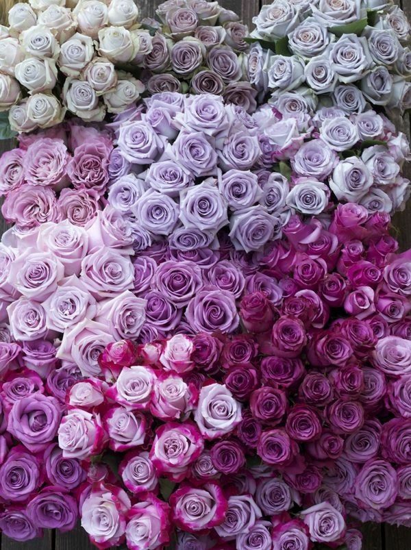 rosenrückschnitt lila rosen