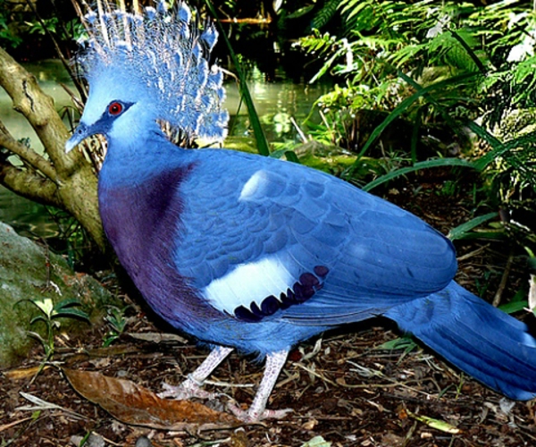 Wandfarbe Taubenblau arten gesättigt farben