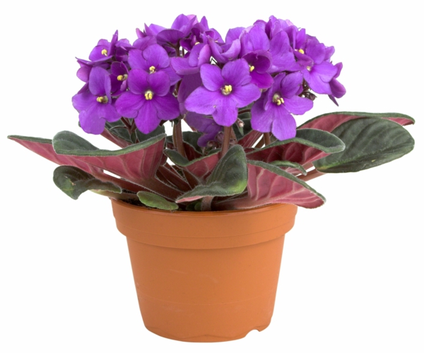 dekoideen für zuhause blühende pflanzen african violet