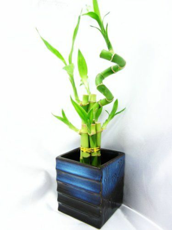 glücksbambus zimmerpflanzen blumentopf vase asien blau