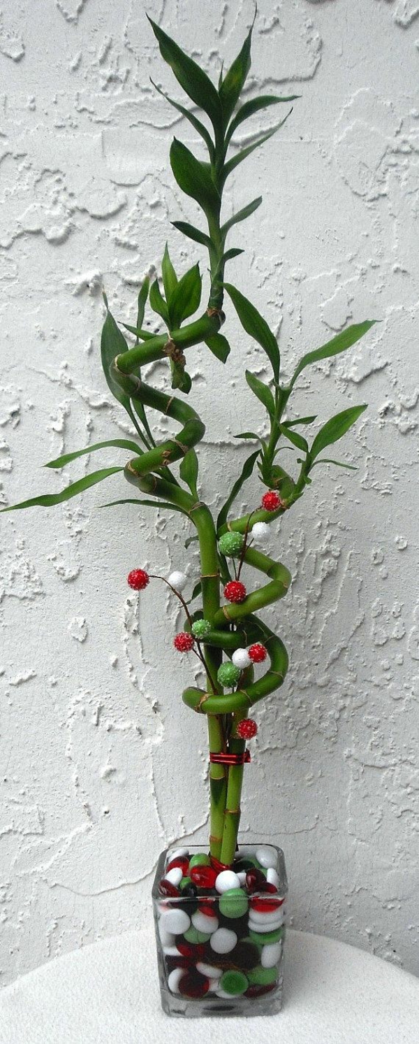 glücksbambus zimmerpflanzen blumentopf vase asien dekorativ