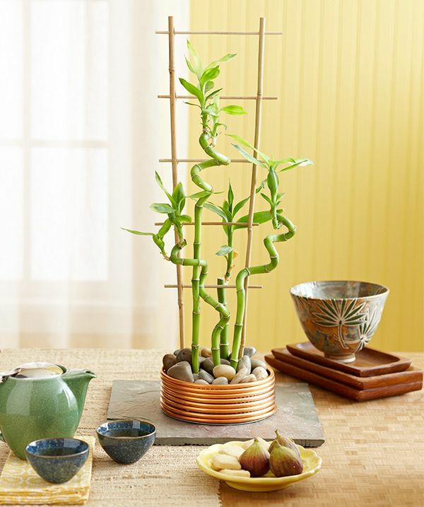 glücksbambus zimmerpflanzen blumentopf vase asien feng shui