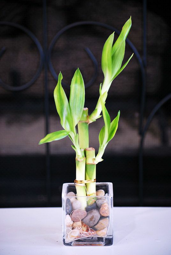glücksbambus-zimmerpflanzen-blumentopf-vase-asien-frisch