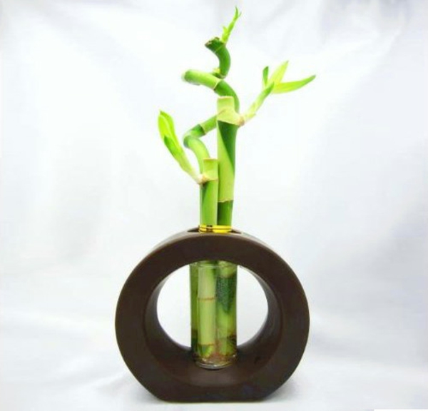 zimmerpflanzen glücksbambus blumentopf vase asien holz