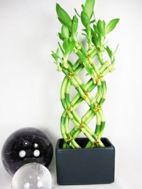 zimmerpflanzen blumentopf glücksbambus vase asien verflochten