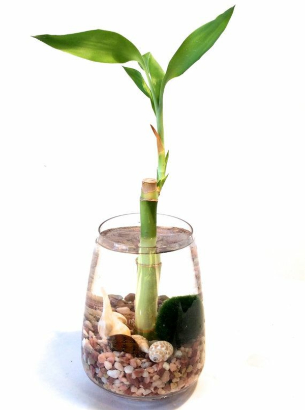 zimmerpflanzen blumentopf glücksbambus  vase asien wasser