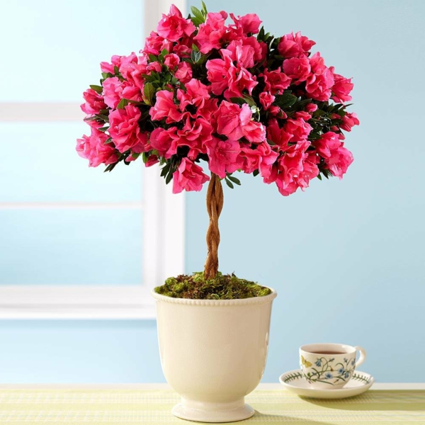 schöne zimmerblumen als dekoration azalea