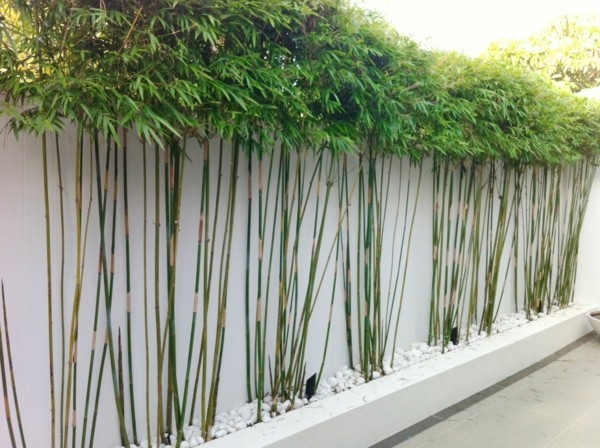 bambus als pflanze im garten