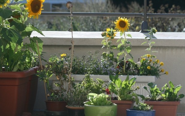 biogarten mit sonnenblumen auf der terrasse