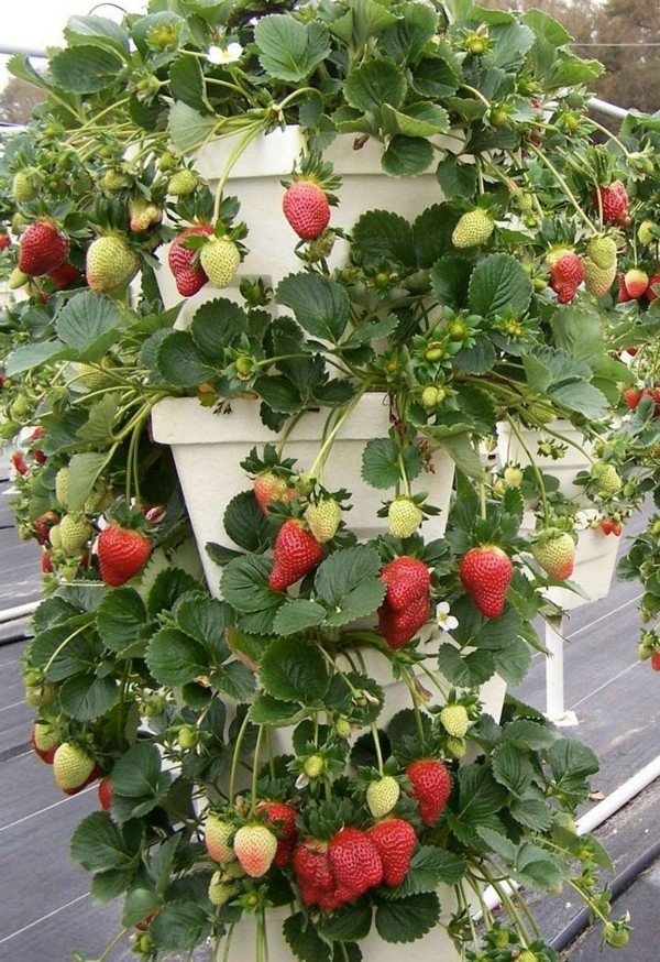 erdbeeren auf der terrasse züchten