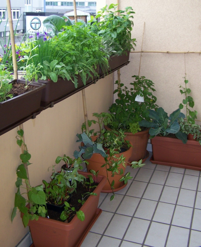 kräuer balkon balkonpflanzen kräuter pflanzen