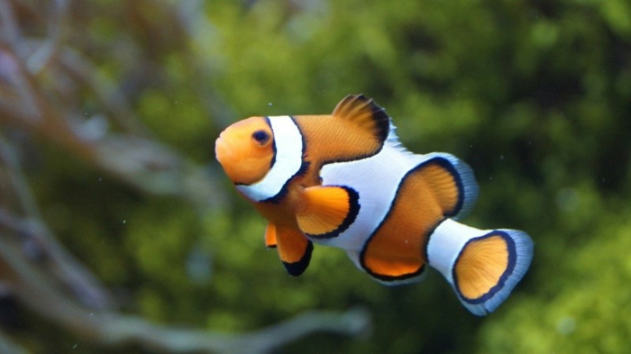 Bild 1  Meerwasser Aquarium Anemonenfisch