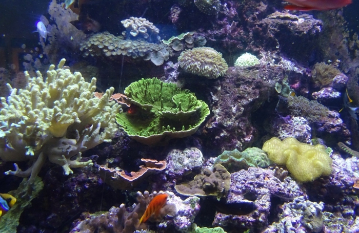Bild 4  Unterwasserlandschaft  Meerwasser Aquarium 