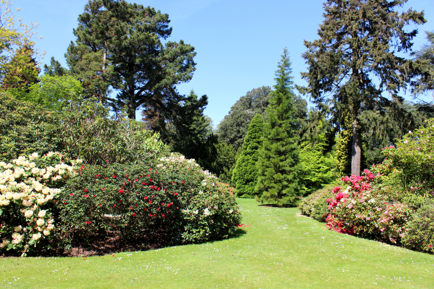 Rhododendrongarten anlegen Tipps Gartenpflanzen Gartengestaltung