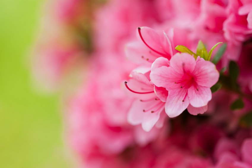 Rhododendrongarten anlegen Tipps Gartenpflanzen