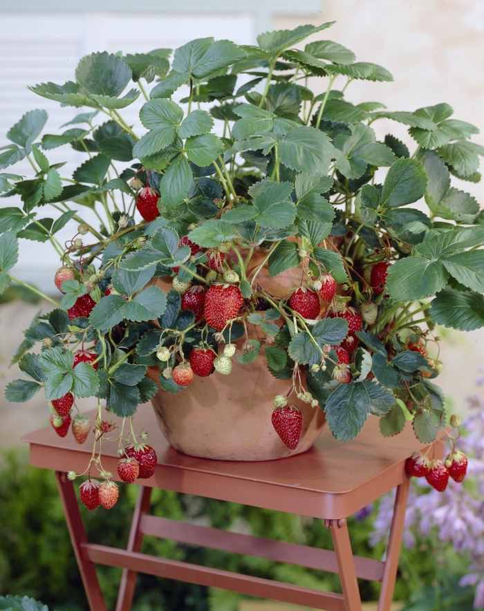 erdbeeren züchten erdbeeren lagern