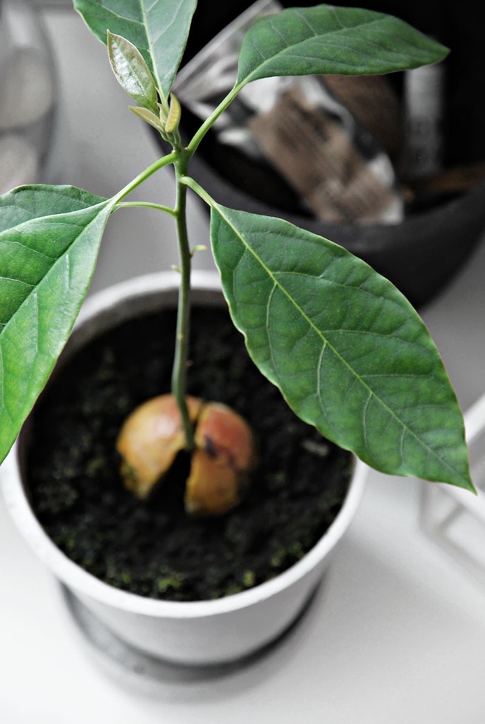 avocado hauspflanzen zimmerpflanzen ideen