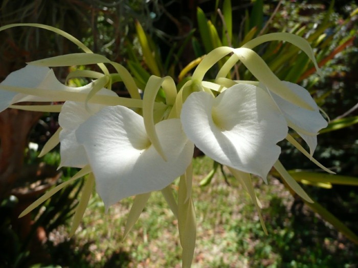 Brassavola Nodosa orchidee blumenarten