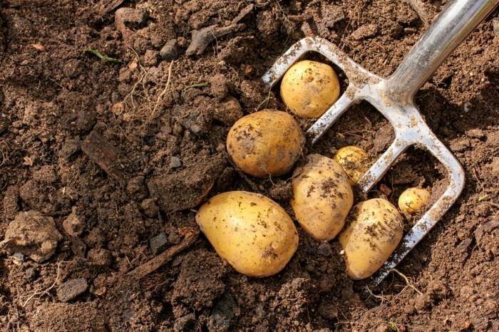 Potato harvest, neue Kartoffeln