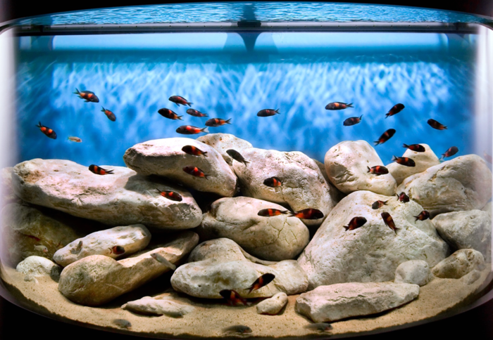 aquariumfische fisch aquarium deko aquarium