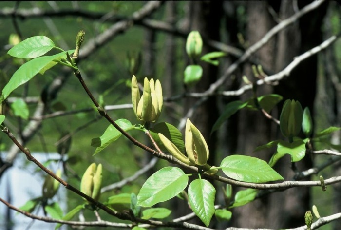 Magnolia acuminatа magnolie pflanzen