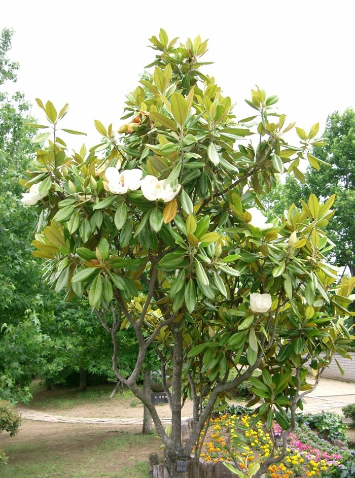 Magnolia grandiflora magnolia pflanze magnolienbaum