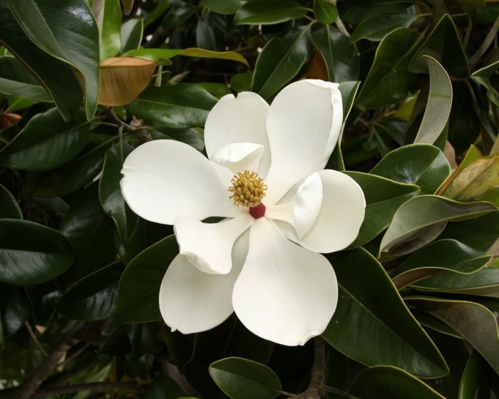 Magnolia grandiflora magnolienbaum magnolie pflanze