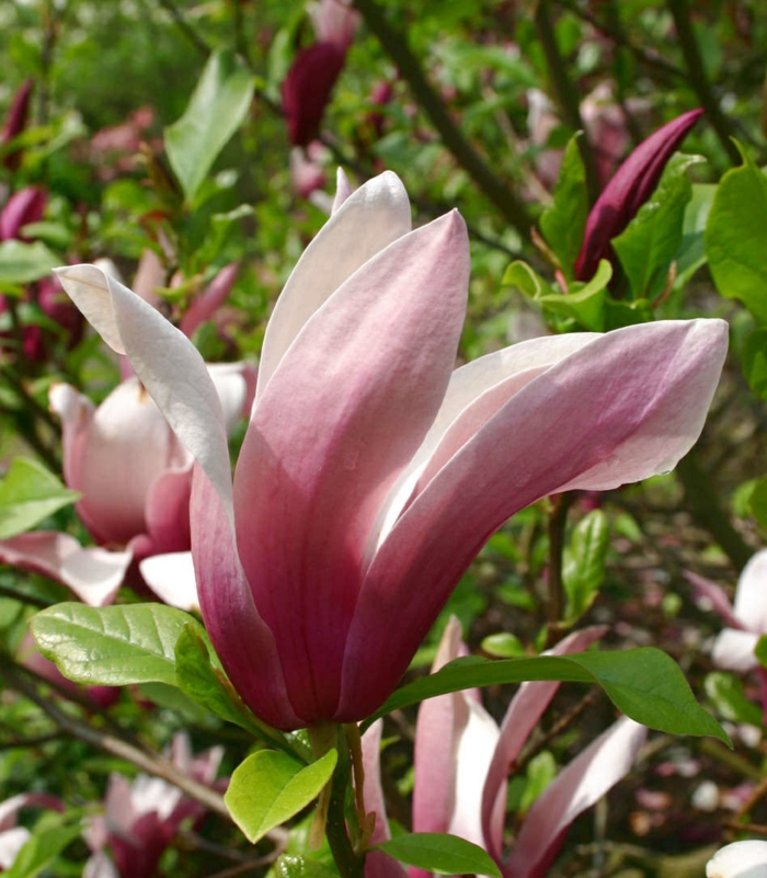 Magnolia liliflora magnolienbaum
