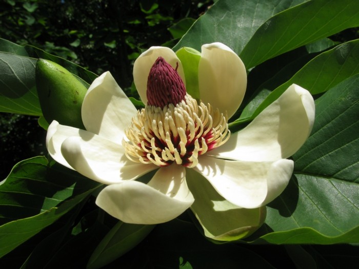Magnolia obovata magnolia pflanze magnolienbluten