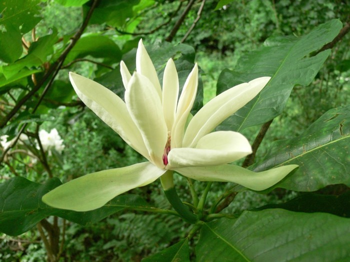 Magnolia tripetala magnolie pflanzen