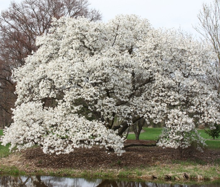 magnolia Kobus magnolia pflanze magnolienbaum