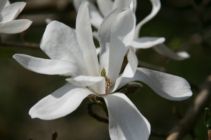 magnolia Kobus magnolienbaum magnolia pflanze