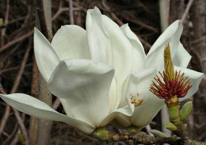 magnolia denudata magnolia pflanze magnolienbaum