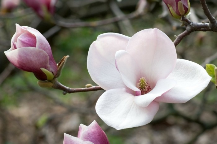 magnolienblüten magnolia pflanze magnolienstrauch
