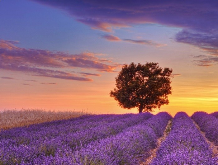 hochzeit hochzeitreiseziele Frankreich Provence lavendefelder