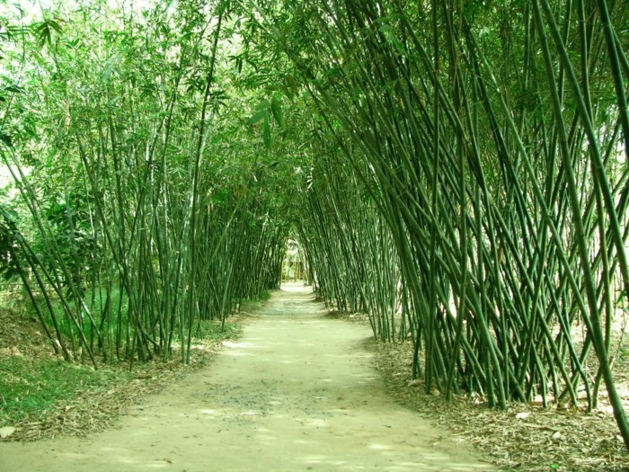 bambus wald feuchtigkeit