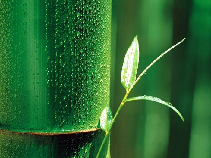 fasern von bambus