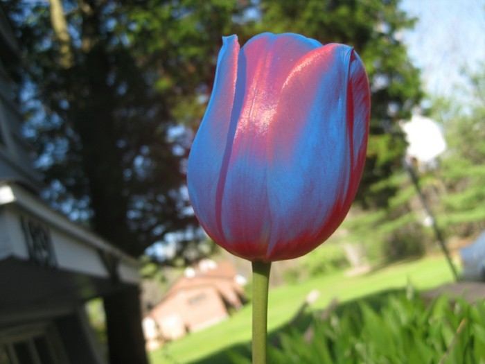 blau rote tulpe