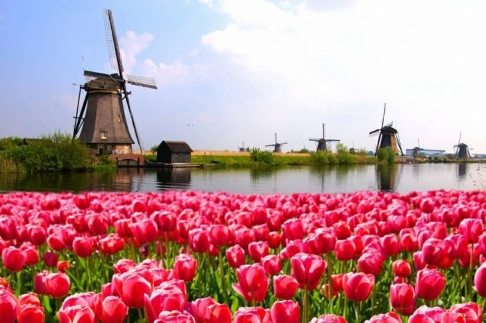 die heimat der tulpen niederland